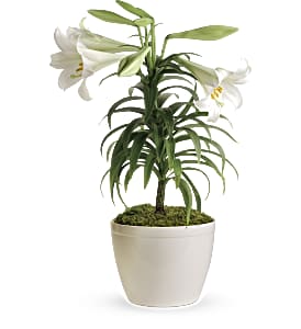 Easter Lily Plant in Port Chester NY, Port Chester Florist