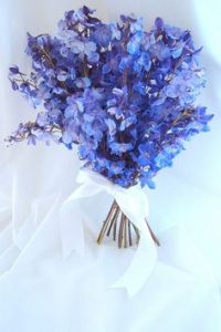  Dreamy Delphiniums