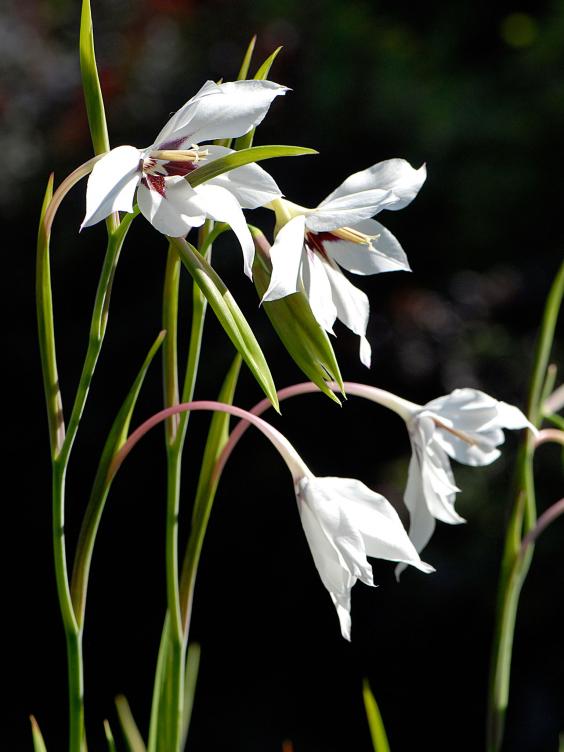 gladioli-alamy2.jpg