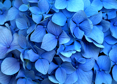 nikko-blue-hydrangea