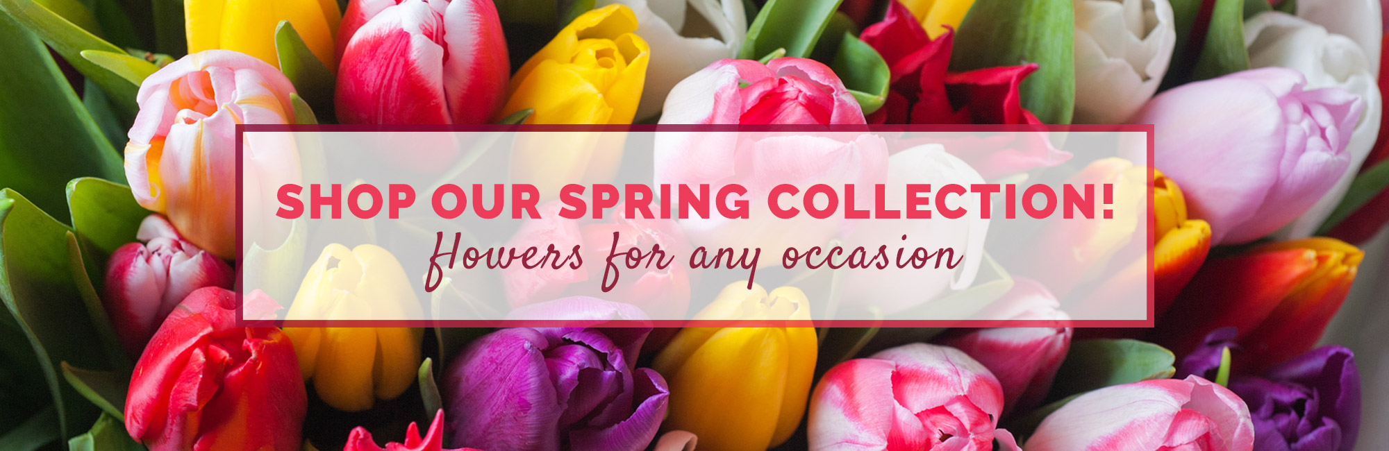 Spring Collection 2026