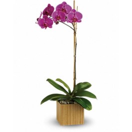 Purple Phalaenopsis Orchid